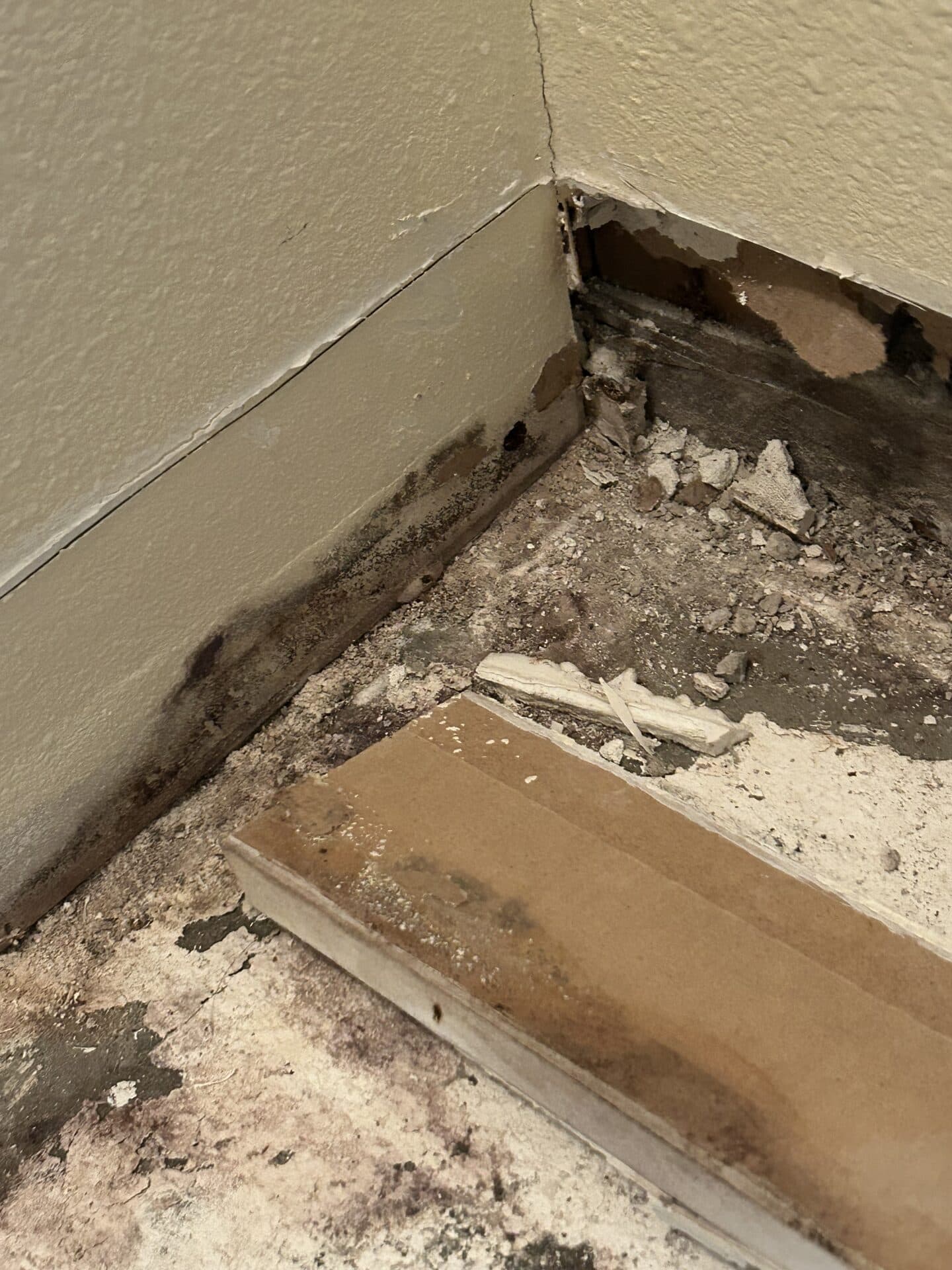 Black mold along the bottom of the drywall and across the slab after the baseboard and flooring were pulled